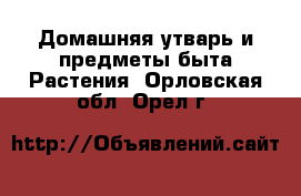 Домашняя утварь и предметы быта Растения. Орловская обл.,Орел г.